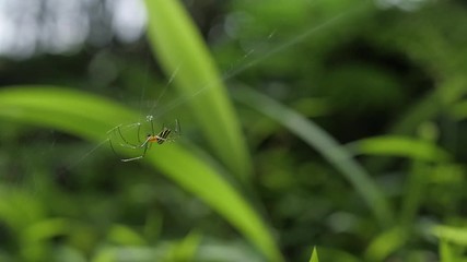 Slow motion Tropical spider building it's web in lush greenery of Jungle trees & foliage/