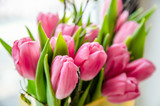 Fototapeta Tulipany - Beautiful pink tulips