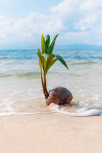 Growing Coconut On Sandy Beach With Wave.
