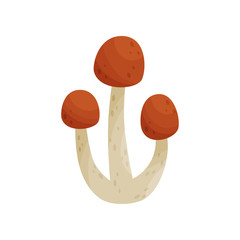 Canvas Print - Flat vector icon of armillaria mellea or honey fungus. Edible forest mushrooms with brown caps and long stalks