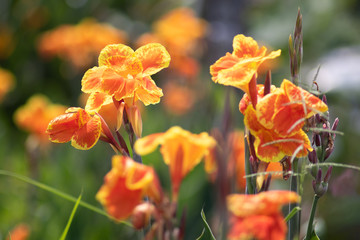 Wall Mural - The orange yellow canna lily