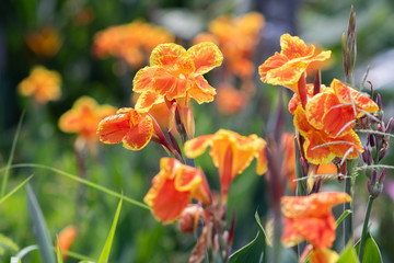 Wall Mural - The orange yellow canna lily
