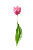 Fototapeta Tulipany - Różowe tulipany na białym tle