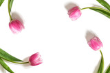 Fototapeta Tulipany - Różowe tulipany na białym tle