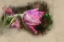 Watercolour Painting Of Stunning Macro Image Of Pulsatilla Vulgaris Flower In Bloom
