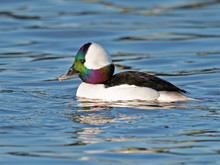 Male Bufflehead Duck
