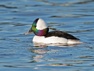 Wall Mural - Male Bufflehead Duck