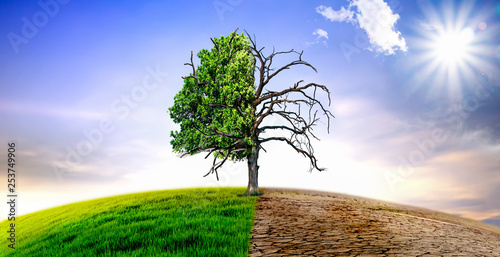 Climate change withered tree and dry earth. Poster Mural XXL