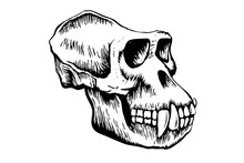 Monkey Skull Sketch