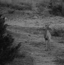 White Tail Deer Close Up In Black And White