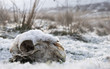 Snow covered sheep skull in Elan valley wales