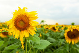 Fototapeta  - Sunflower field landscape close-up on summer sunny day