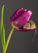 Harvest Mouse sat inside a tulip
