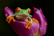 Tree Frog in a Tulip I