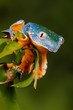 Tree Frog ready to jump
