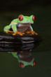 Red Eyed Tree Frog Reflection III