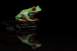 Red Eyed Tree Frog Reflection I