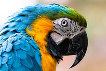 Parrot / Macaw Close Up