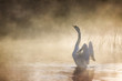 Swan stretching its wings on River Avon on a misty morning
