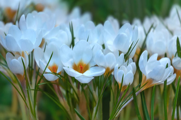 Wall Mural - Crocus spring flowers