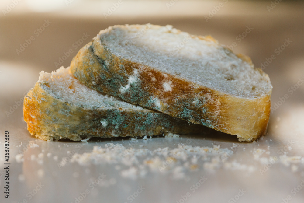 Bread Ropiness Piece of moldy bread. Mold on slice of bread. Sleeping bread covered ...