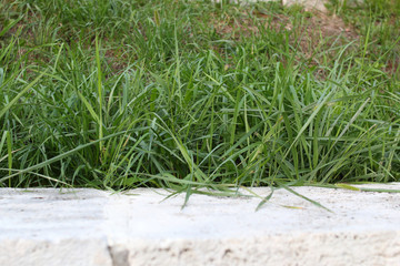 Green grass and white stone