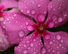 Close Up Water Droplets On A Pink Periwinkle Or Vinca Flower.