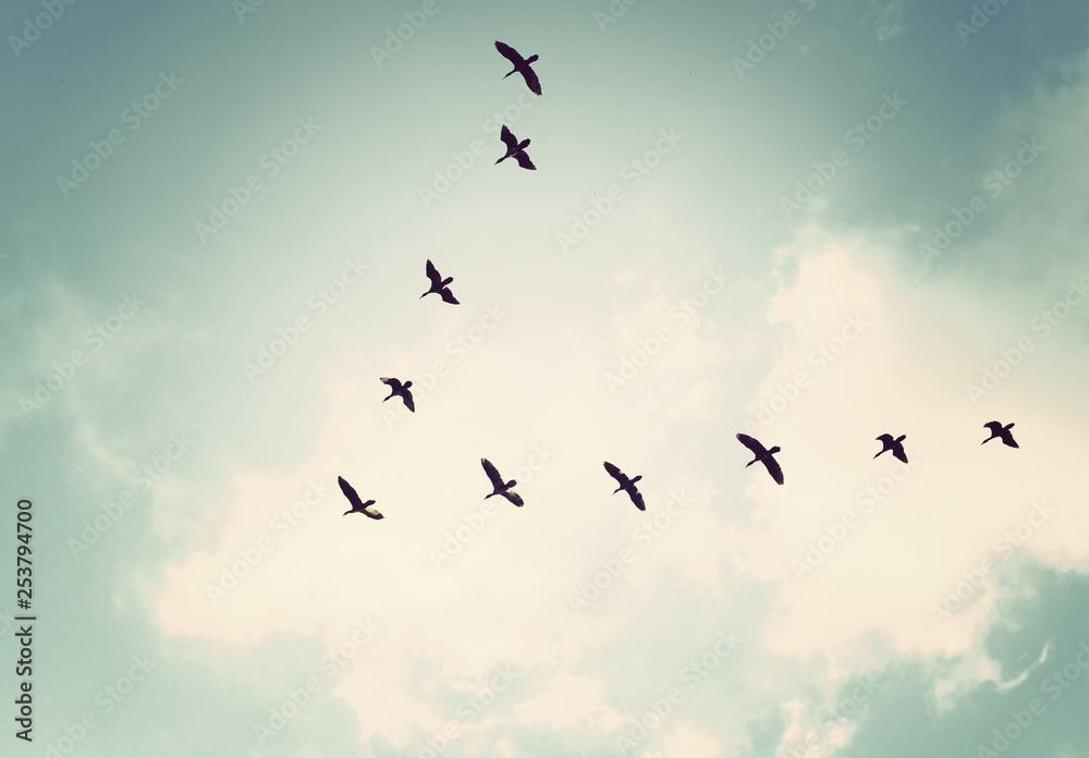 Flock of birds flying in the sky,Vintage tone - obrazy, fototapety, plakaty 