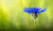 Macro of a blue cornflower isolated on green.