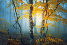 Fantasy Forest In Autumn With Yellow Leaves