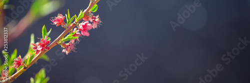 Flowering fruit tree branches with pink flowers in sunlight against dark back...