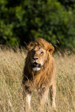 Fototapeta Sawanna - A lone male lion relaxing in the high grasses of Masai Mara National Reserve during a wildlife safari