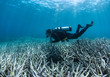 Scuba diver over bleached coral