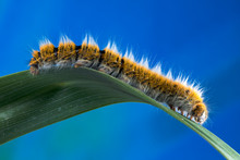 Eggar Moth (lasiocampa Trifolii) Caterpillar