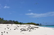 Seychellen - Bird Island