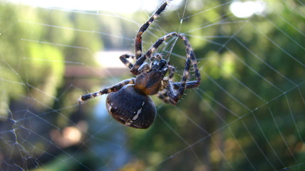 spider on a web