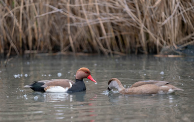 two ducks in the water