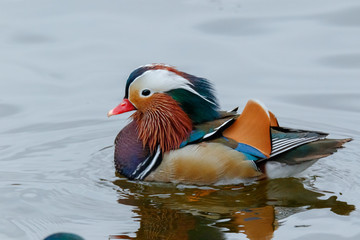 Poster - Mandarin Duck (Aix galericulata).