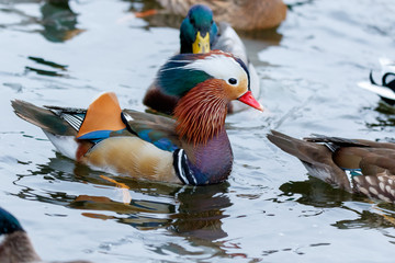 Poster - Mandarin Duck (Aix galericulata).