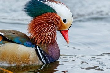 Poster - Mandarin Duck (Aix galericulata).