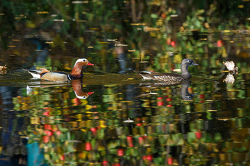 Poster - Mandarin Duck (Aix galericulata).