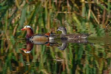 Poster - Mandarin Duck (Aix galericulata).