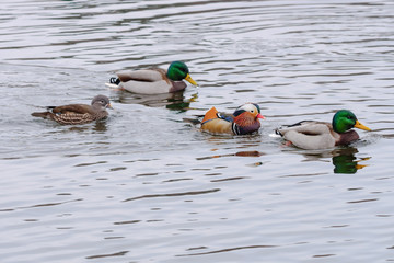 Poster - Mandarin Duck (Aix galericulata).