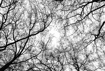  bare tree branches on a white background