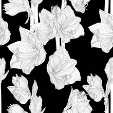 Hippeastrum Lilly Blooming Flowers Seamless Pattern. Black Line Flowers On Black Background. 