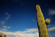 Giant Saguaro Cactus Against A Blue Sky