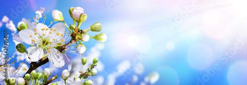 Blooming In Spring - Almond Blossoms In Sunny Sky