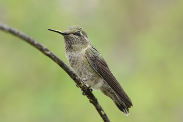 Wall Mural - Perched hummingbird on branch.