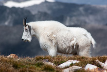 Mountain Goat In The Mountains