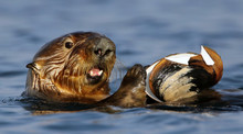 Sea Otter With Clam